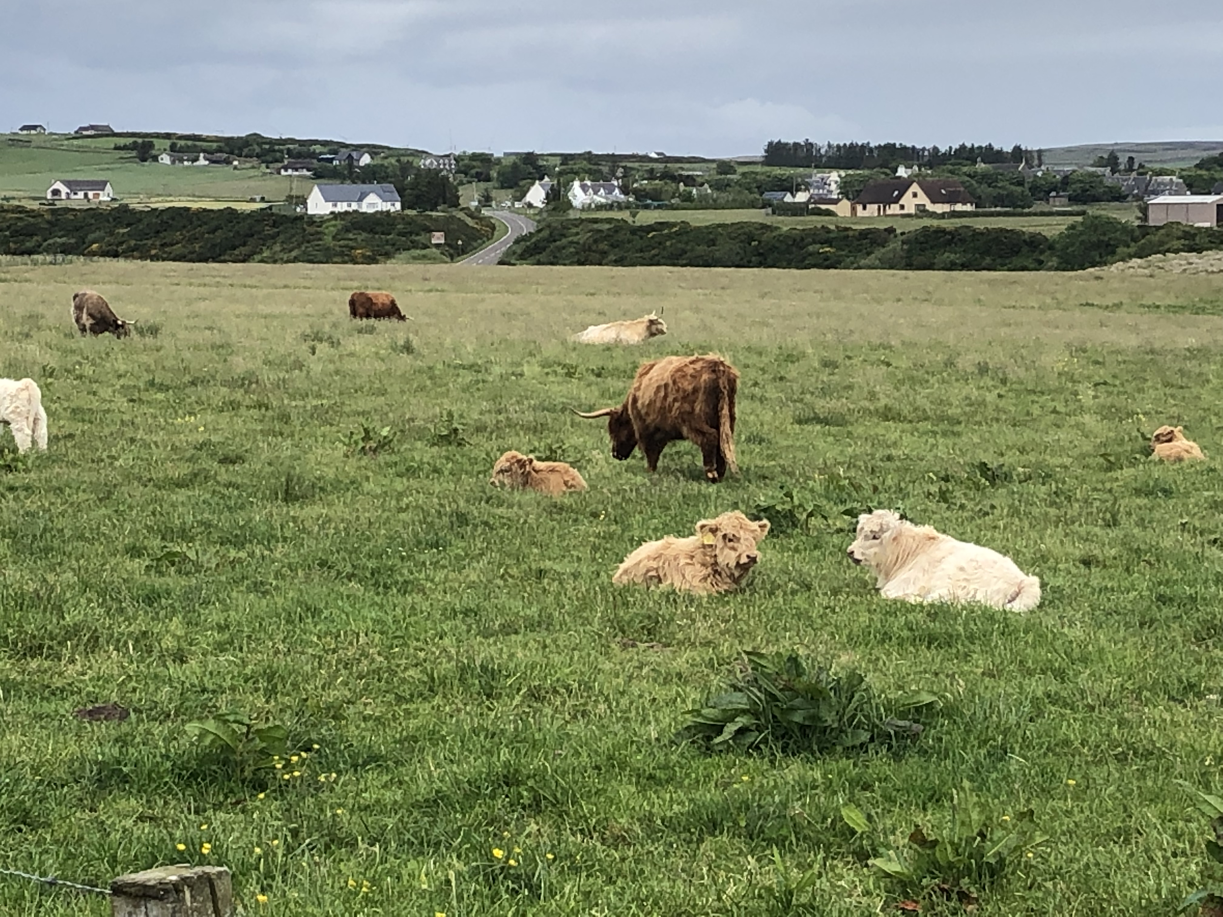 paysages avec les "vaches des highlands" paysages avec les "vaches des highlands"