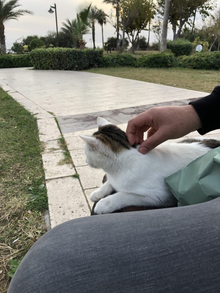 Un chat