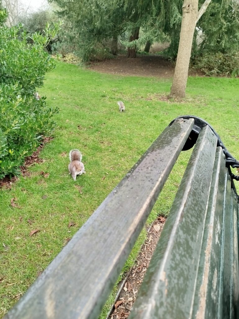 Les écureuils de Regent's park
